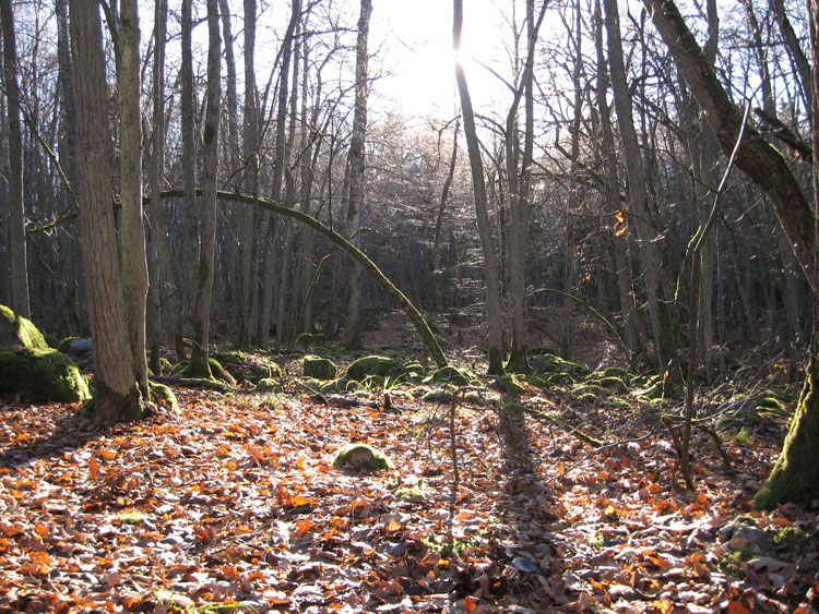 Skog på Alholmen