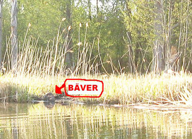 Bäver