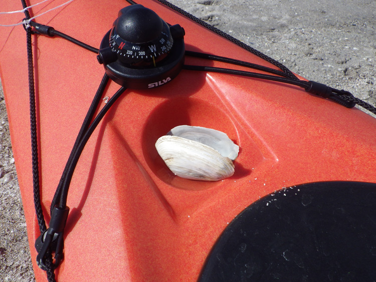 Bild. Ett musselskal ligger på min kajak.