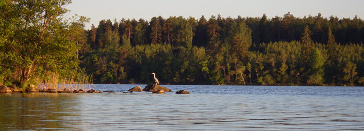 Bild. I kvällsljuset står en häger vid Alholmen.