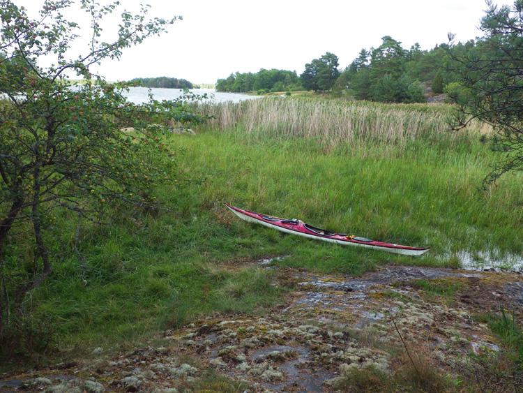 Bild. Kajaken är helt på land. Vatten syns på andra sidan vassen.