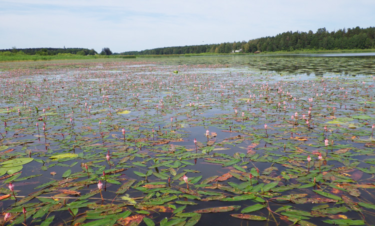 Bild. Blommande vattenväxter.