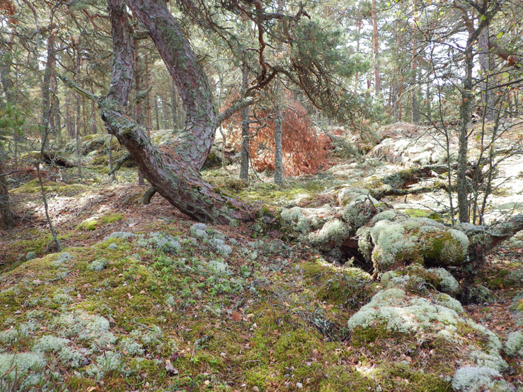 Bild. Skog.