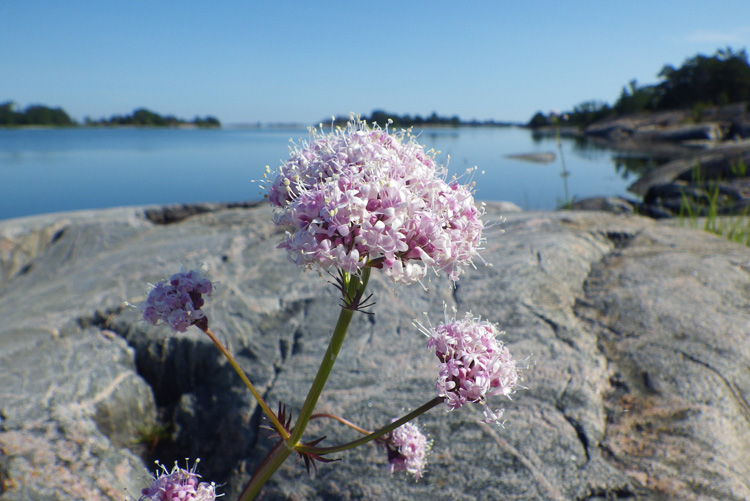 Bild. Närbild på blomma formad som en boll. Vit och rosa/lila.