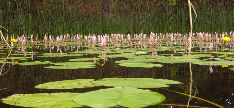 Bild. Vattenv%#228;xter som blommar.