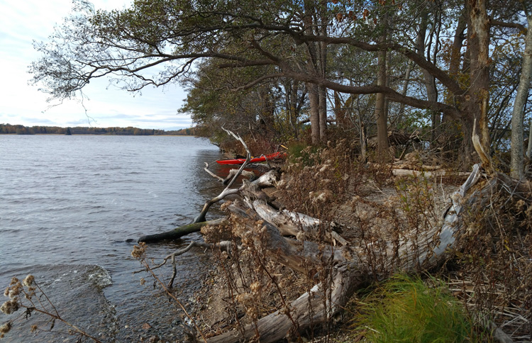 Bild. Grova grenar på stranden framför kajaken.