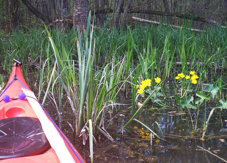 Bild. Gul blomma. Röd kajak. Mörkt vatten.