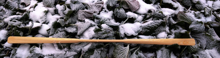 Bild. Grönlandspaddel bland delvis snötäckta blad.
