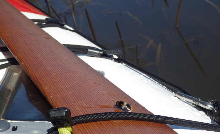 Bild. En insekt har slagit sig ner på paddeln. Den ser ut som ett bi